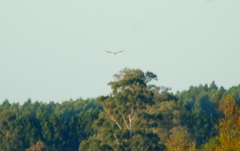 Buteogallus meridionalis