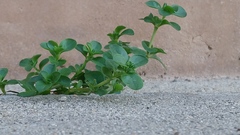 Magnoliopsida
