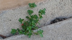 Magnoliopsida