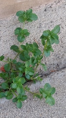 Magnoliopsida