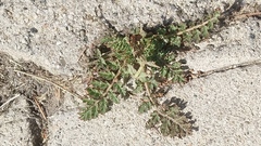 Erodium cicutarium
