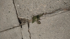 Erodium cicutarium
