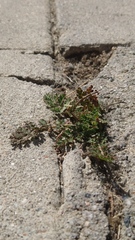 Erodium cicutarium