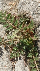 Erodium cicutarium