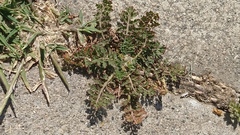 Erodium cicutarium