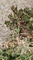 Erodium cicutarium