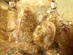 Modiolus modiolus image