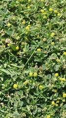 Medicago lupulina