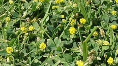 Medicago lupulina