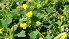 Medicago lupulina
