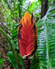 Heliconia episcopalis