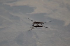 Limnoporus dissortis