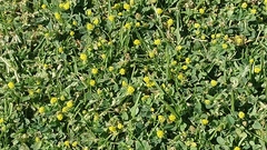 Medicago lupulina