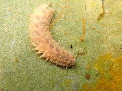 Lepidonotus squamatus