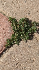 Magnoliopsida