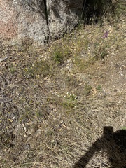 Leptosiphon floribundus glaber