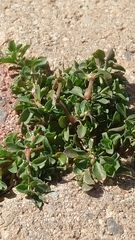 Magnoliopsida