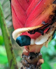 Heliconia episcopalis