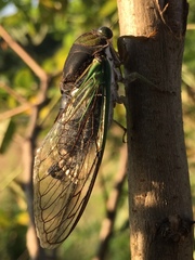 Neotibicen tibicen tibicen