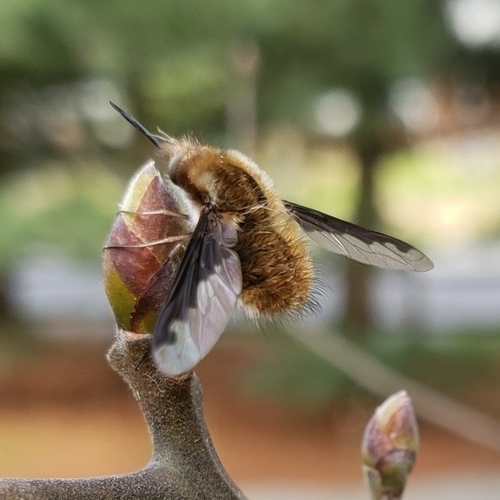 Greater bee fly