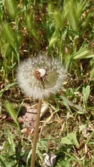 Taraxacum officinale
