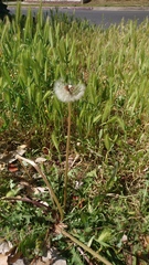 Taraxacum officinale
