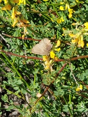 Callophrys augustinus