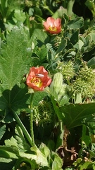 Modiola caroliniana