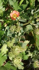 Modiola caroliniana