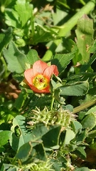 Modiola caroliniana