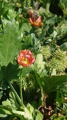 Apis mellifera