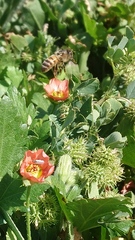 Apis mellifera