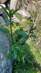Scrophularia trifoliata
