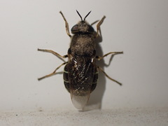 Odontomyia hoodiana