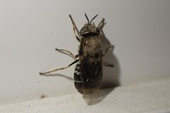 Odontomyia hoodiana
