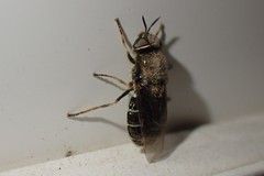 Odontomyia hoodiana