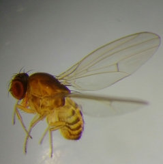 Drosophila testacea