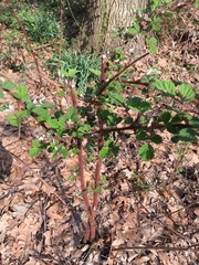 Rubus phoenicolasius