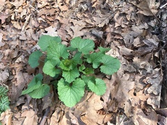 Alliaria petiolata