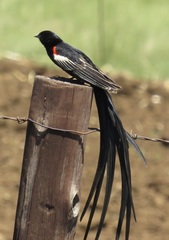 Euplectes progne
