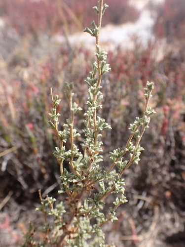 Image of Lawrencia squamata by (c) Nina Kerr, some rights reserved (CC BY)