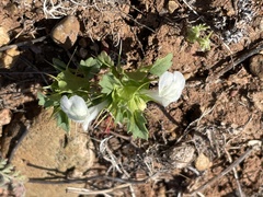 Acanthomintha ilicifolia