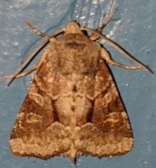 Oligia minuscula
