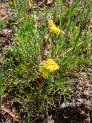 Lomatium caruifolium