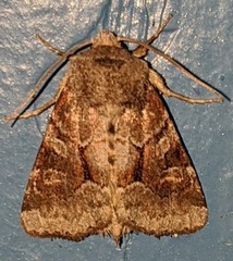 Oligia minuscula