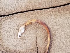 Bascanichthys bascanium