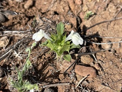 Acanthomintha ilicifolia