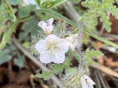 Phacelia hirtuosa
