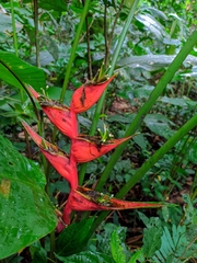 Heliconia stricta