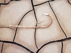 Bascanichthys bascanium